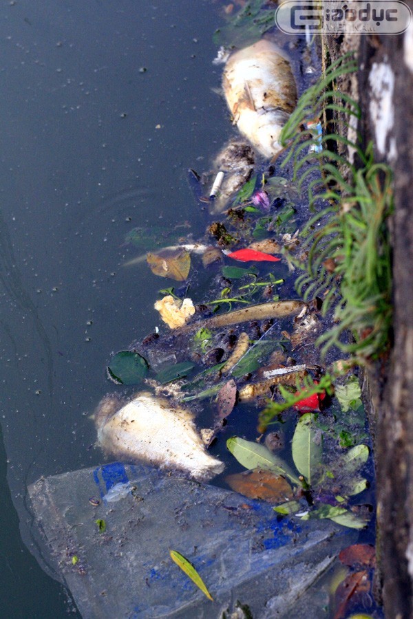 Cá chết nổi lềnh phềnh vì nước bị ô nhiễm với đủ thứ rác rến do một số người dân thiếu ý thức "tiện tay"